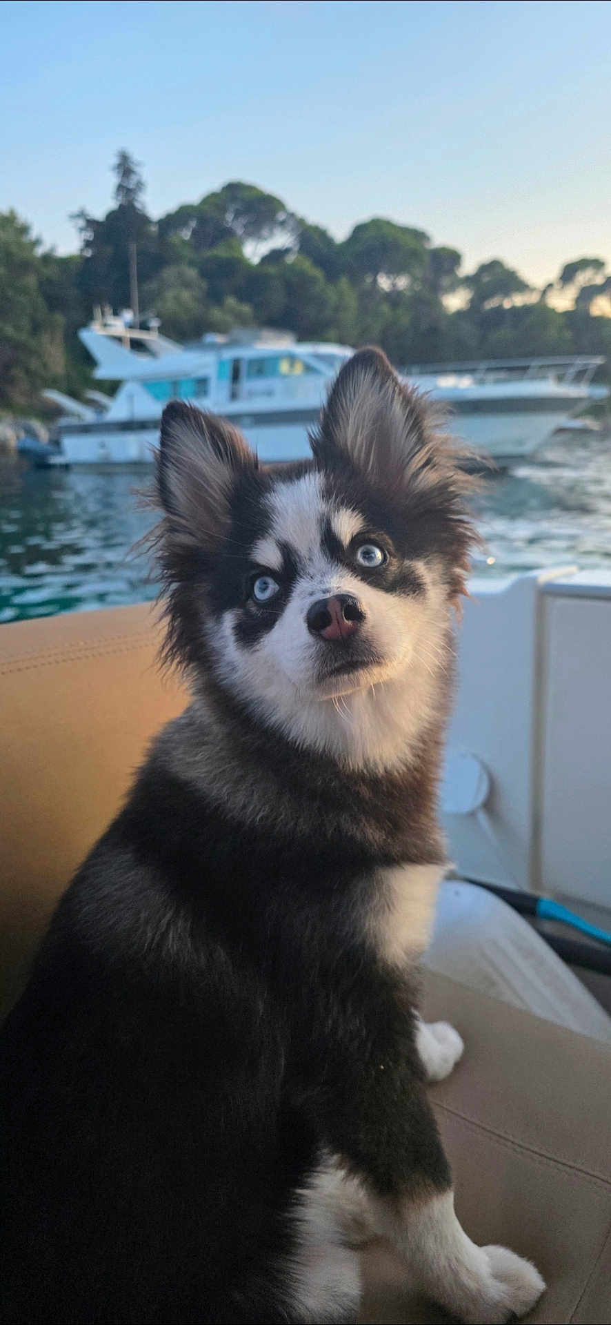 Apy participe au concours pour gagner de l'argent avec cette photo : dog, blue_eyes, fluffy, boat, water, yacht, trees, outdoor, pet, animal, curious, sitting, seat, fur, nature, sky, daylight, portrait, canine, closeup