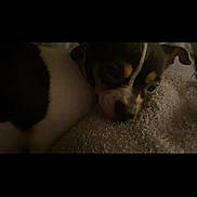 Ginger is registered to the contest to win money with this photo: puppy, dog, sleepy, blanket, texture, closeup, animal, pet, cute, fur, resting, indoors, cozy, snuggle, brown, black, white, small, face, soft