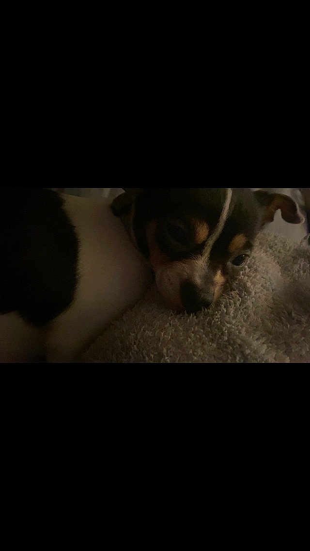 Ginger is registered to the contest to win money with this photo: puppy, dog, sleepy, blanket, texture, closeup, animal, pet, cute, fur, resting, indoors, cozy, snuggle, brown, black, white, small, face, soft