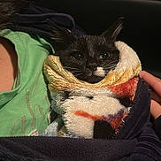 Alfred is registered to the contest to win money with this photo: cat, kitten, blanket, human_hand, jacket, zipper, eyes, whiskers, portrait, indoors, cozy, wrapped, black_cat, white_marking, fabric, fur, lap, closeup, pet, clothing