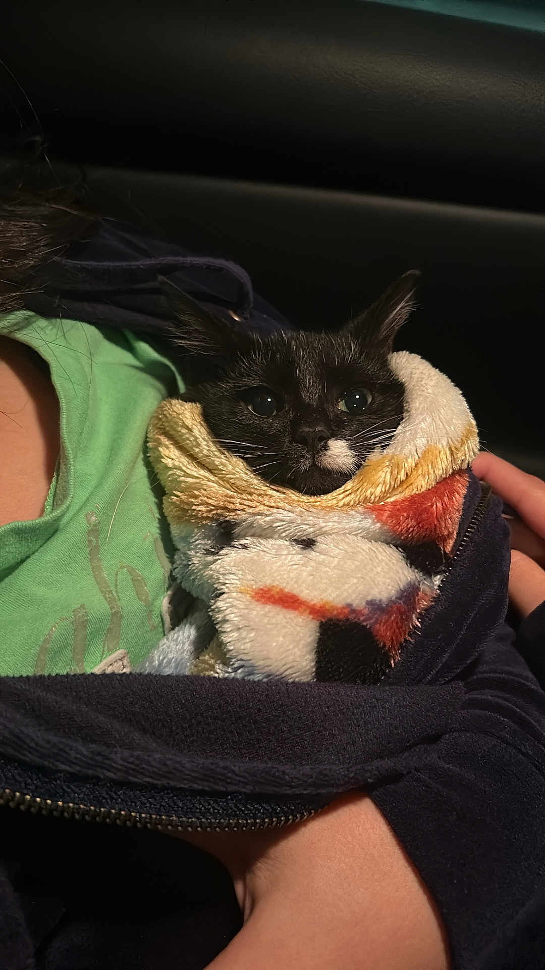 Alfred is registered to the contest to win money with this photo: cat, kitten, blanket, human_hand, jacket, zipper, eyes, whiskers, portrait, indoors, cozy, wrapped, black_cat, white_marking, fabric, fur, lap, closeup, pet, clothing