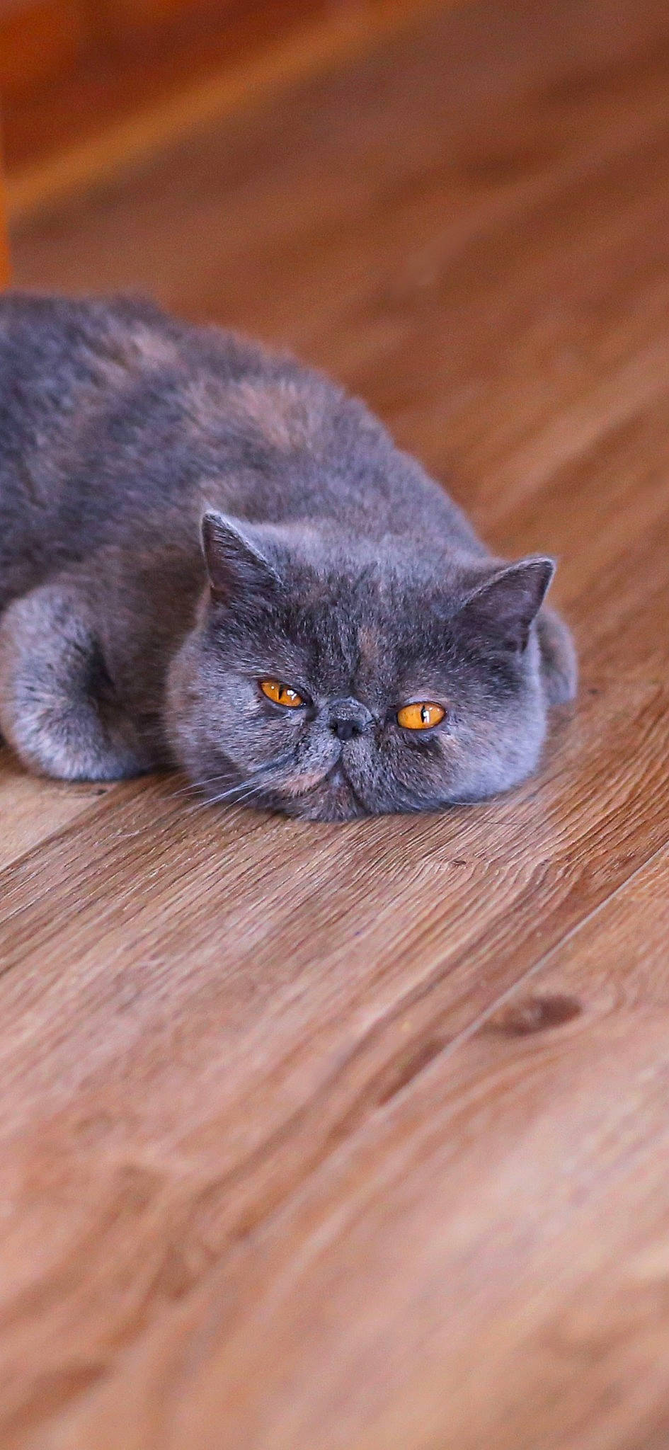 Mae is registered to the contest to win money with this photo: carnivore, cat, domestic_short_haired_cat, electric_blue, eye, felidae, fur, grey, hardwood, small_to_medium_sized_cats, snout, terrestrial_animal, whiskers, wood