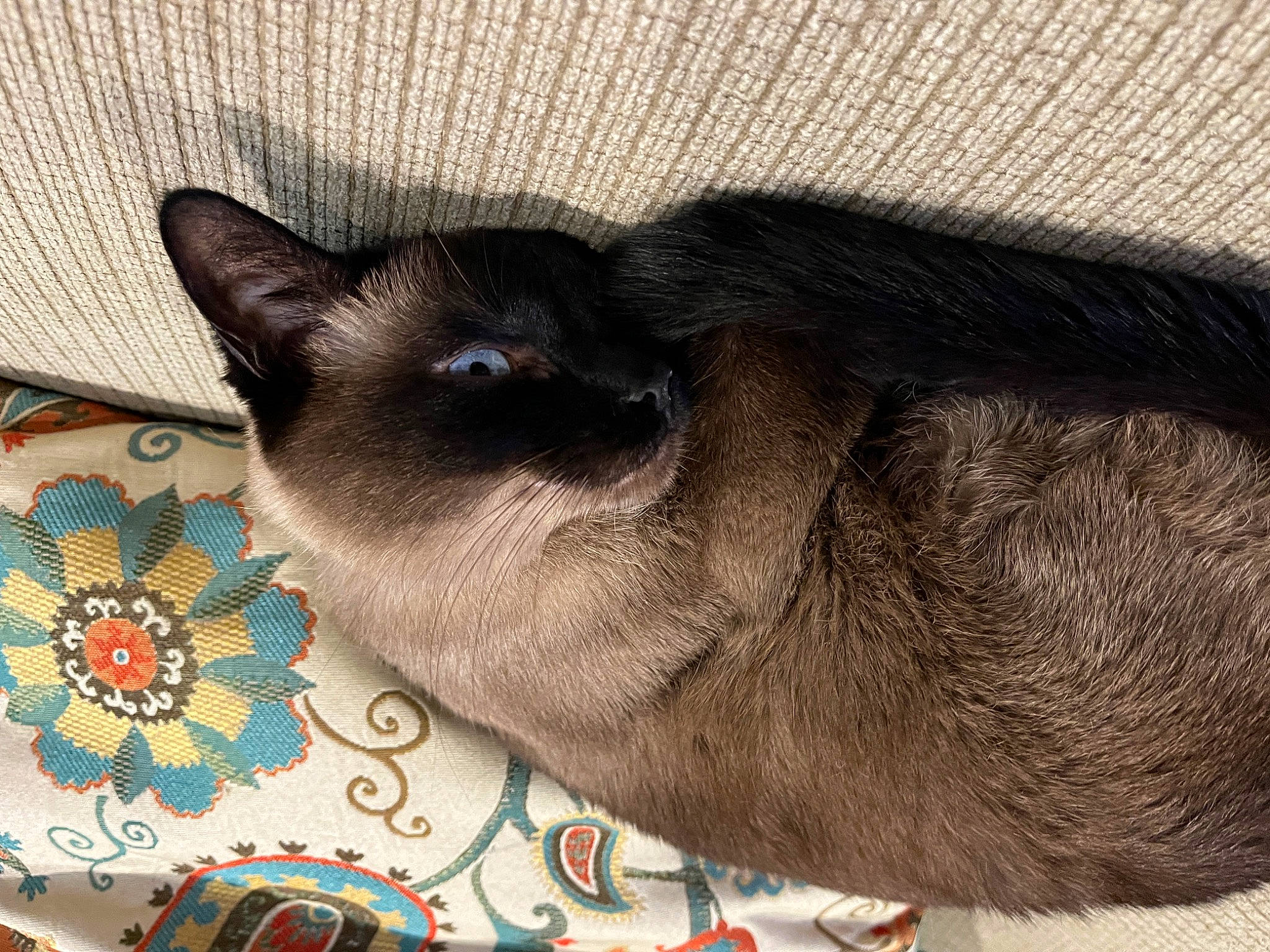 Gemma joined the competition — help win amazing prizes! art, balinese, carnivore, cat, cat_supply, comfort, domestic_short_haired_cat, fawn, felidae, fur, nap, pattern, siamese, small_to_medium_sized_cats, snout, tail, terrestrial_animal, thai, visual_arts, whiskers