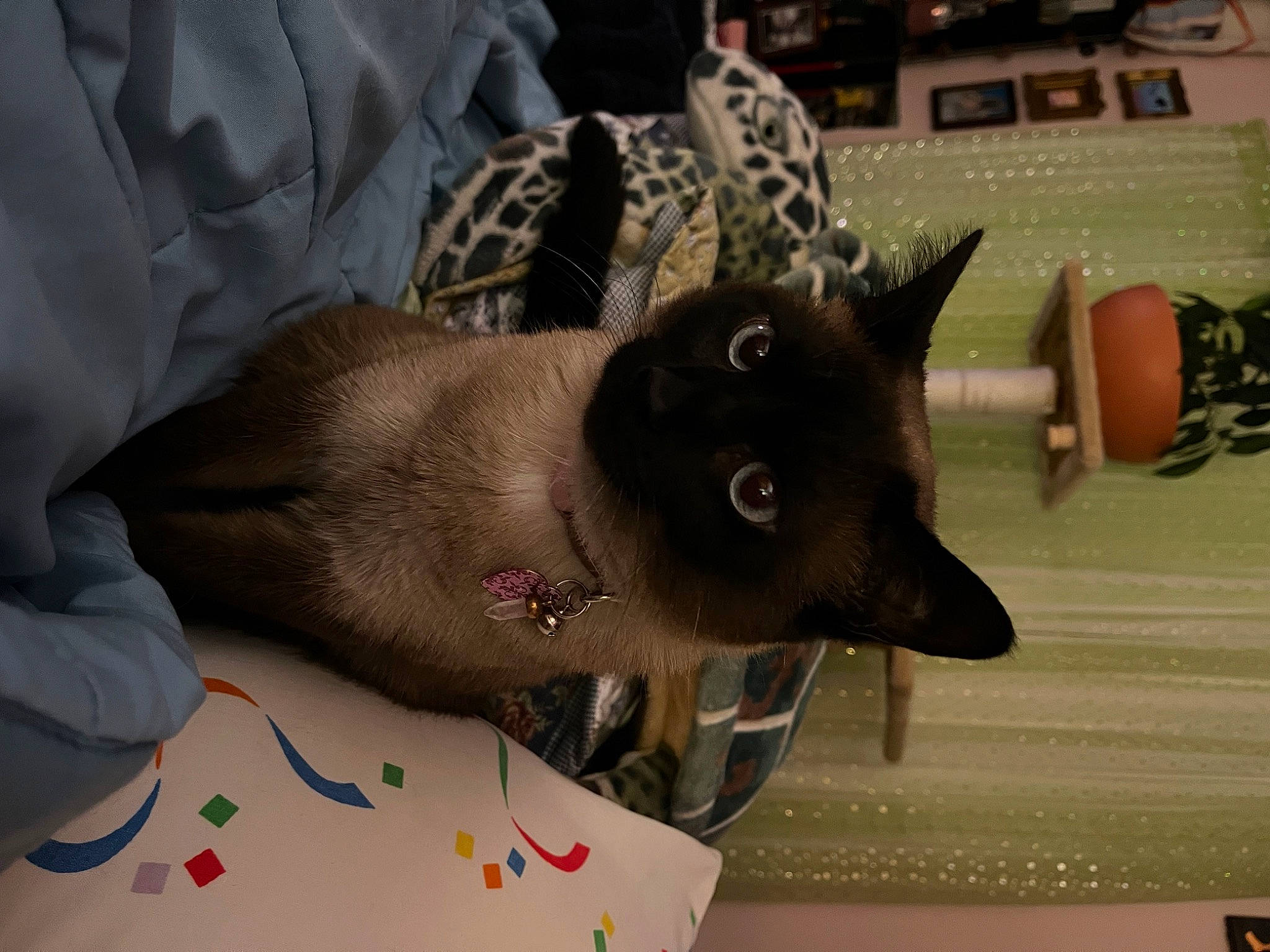 Gemma joined the competition — help win amazing prizes! carmine, carnivore, cat, domestic_short_haired_cat, eyelash, fashion_accessory, fawn, felidae, flesh, fur, jewellery, metal, nail, pattern, siamese, small_to_medium_sized_cats, tail, thai, whiskers, wrist