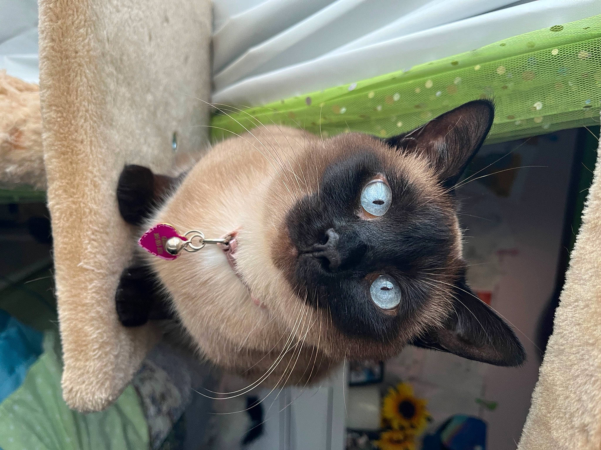 Gemma is registered to the contest to win money with this photo: carnivore, cat, cat_supply, collar, domestic_short_haired_cat, fawn, felidae, fur, mammal, pet_supply, plant, siamese, small_to_medium_sized_cats, snout, whiskers, window