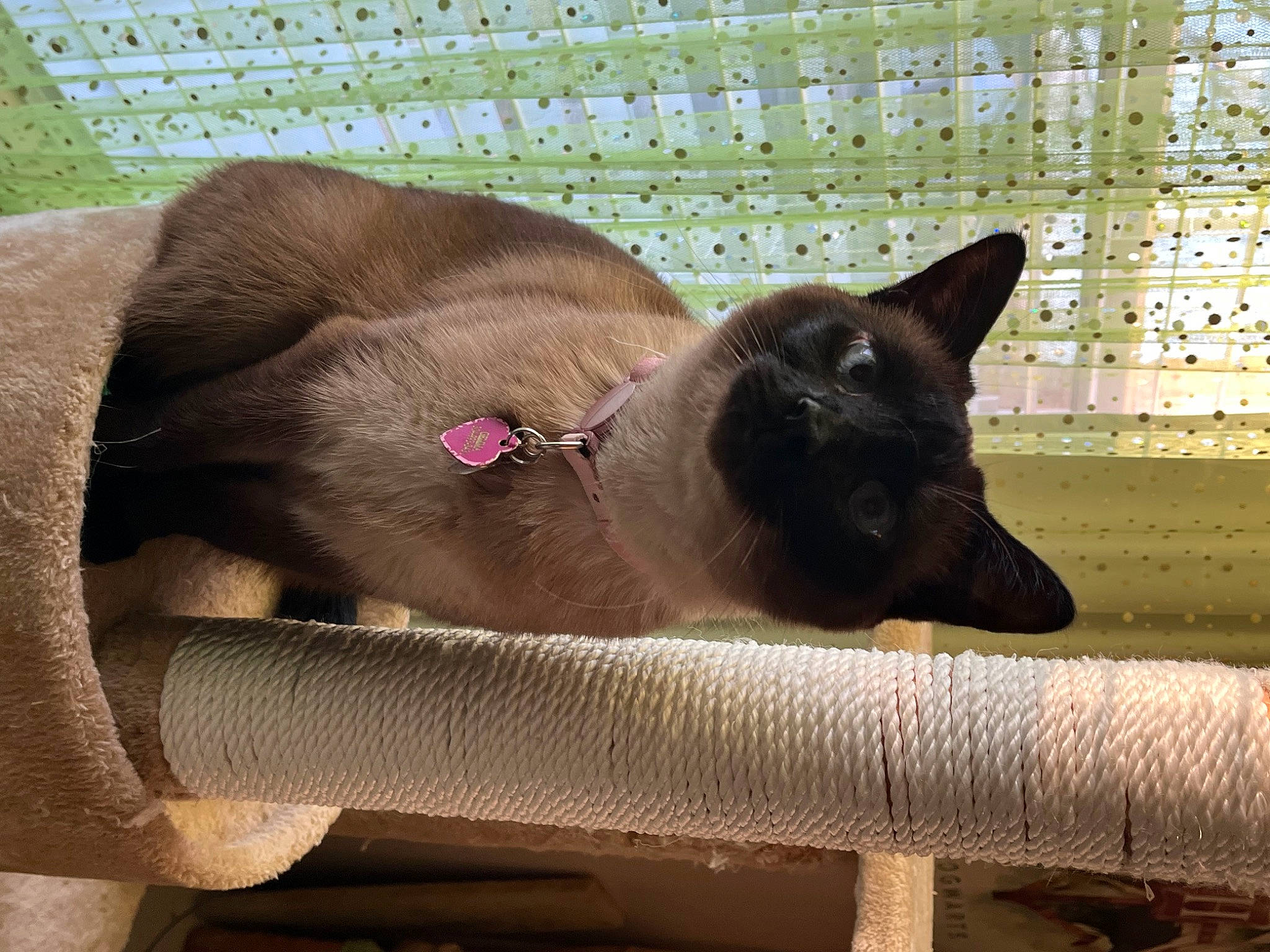 Gemma is registered to the contest to win money with this photo: balinese, carnivore, cat, cat_supply, comfort, domestic_short_haired_cat, fawn, felidae, fur, havana_brown, liver, pet_supply, rectangle, siamese, small_to_medium_sized_cats, tail, thai, tints_and_shades, whiskers