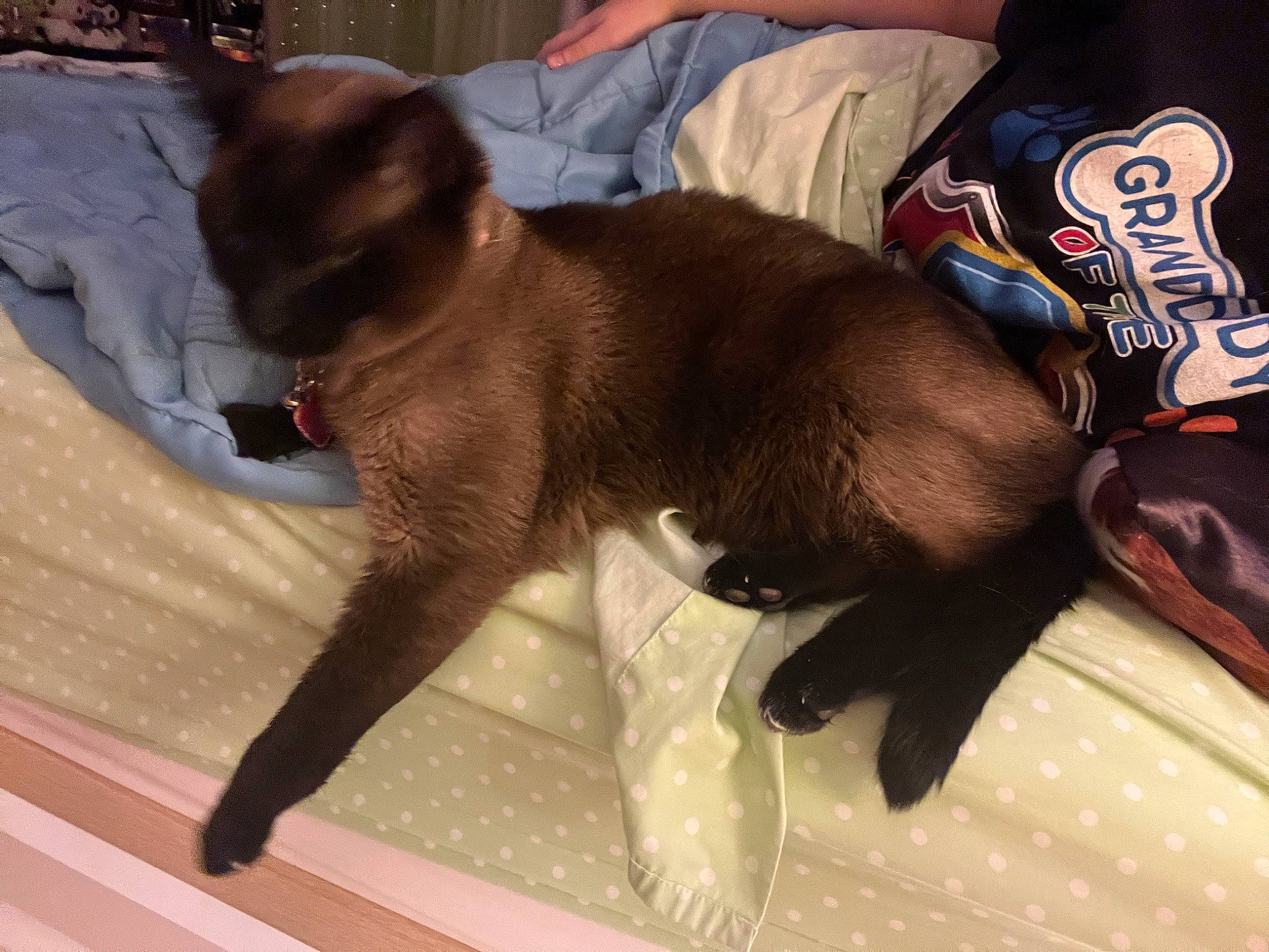 Gemma joined the competition — help win amazing prizes! balinese, carnivore, cat, claw, comfort, domestic_short_haired_cat, fawn, felidae, fur, havana_brown, liver, logo, siamese, small_to_medium_sized_cats, snout, tail, thai, tonkinese, whiskers