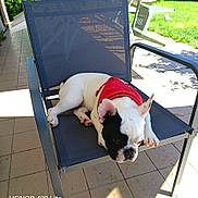 Athos a rejoint le concours — aidez-le/la à gagner de superbes lots ! dog, french_bulldog, outdoor, chair, pet, sunlight, red_jacket, relaxed, patio, grass, shadow, tile_floor, animal, resting, summer, cute, black_and_white, canine, daylight, seat