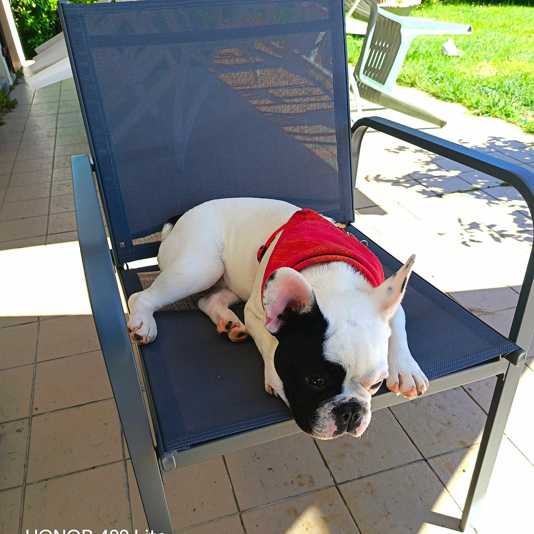 Athos a rejoint le concours — aidez-le/la à gagner de superbes lots ! dog, french_bulldog, outdoor, chair, pet, sunlight, red_jacket, relaxed, patio, grass, shadow, tile_floor, animal, resting, summer, cute, black_and_white, canine, daylight, seat