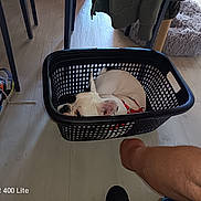 Athos a rejoint le concours — aidez-le/la à gagner de superbes lots ! arm, black_basket, casual, curled_up, daylight, dog, floor, furniture, home, indoor, laundry_basket, legs, pet_bed, red_harness, relaxed, resting, shoe, sneaker, white_dog, wooden_floor