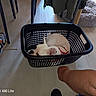 arm, black_basket, casual, curled_up, daylight, dog, floor, furniture, home, indoor, laundry_basket, legs, pet_bed, red_harness, relaxed, resting, shoe, sneaker, white_dog, wooden_floor