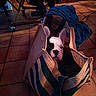 Athos a rejoint le concours — aidez-le/la à gagner de superbes lots ! dog, puppy, french_bulldog, bag, striped_bag, indoor, floor, tile_floor, blanket, chair, furniture, pet, cute, animal, cozy, home, curious, looking, face, ears