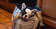 Athos participe au concours pour gagner de l'argent avec cette photo : dog, puppy, french_bulldog, bag, tote_bag, tile_floor, kitchen, wooden_cabinet, pet, indoor, ears, cute, curious, animal, domestic_animal, floor, container, brown, white, black