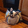 dog, puppy, french_bulldog, bag, tote_bag, tile_floor, kitchen, wooden_cabinet, pet, indoor, ears, cute, curious, animal, domestic_animal, floor, container, brown, white, black