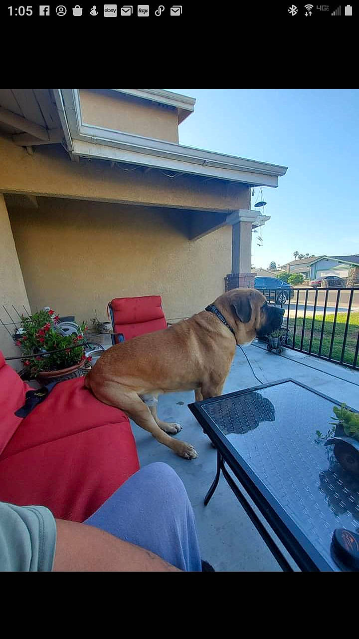 Harley is registered to the contest to win money with this photo: building, canidae, carnivore, chair, collar, comfort, companion_dog, dog, dog_breed, dog_collar, fawn, fence, house, leisure, mammal, plant, shade, sky, sporting_group, vertebrate