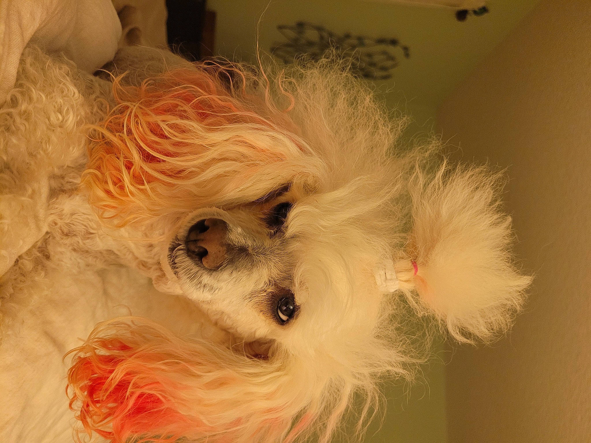 Lala joined the competition — help win amazing prizes! canidae, carnivore, companion_dog, dog_breed, dog_clothes, dog_supply, fashion_accessory, fawn, feather, fur, mask, small_terrier, snout, sporting_group, stuffed_toy, terrier, toy, toy_dog, whiskers, wig