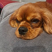 Vixie a rejoint le concours — aidez-le/la à gagner de superbes lots ! dog, close_up, sleepy, resting, blanket, brown_fur, pet, indoors, cute, nostrils, fur_texture, relaxed, animal, snout, ears, soft, canine, portrait, laying, cozy