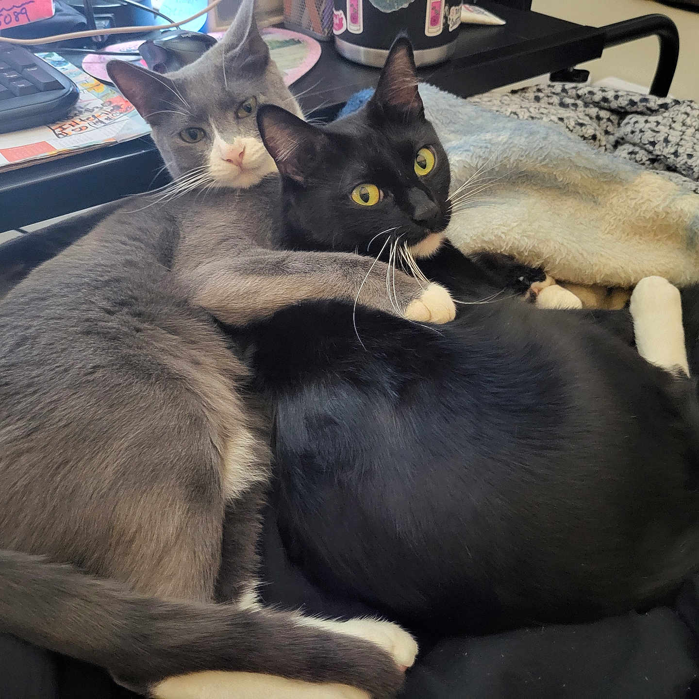 Boots Mittens is registered to the contest to win money with this photo: animal, black_cat, blanket, cat, comfort, cozy, cuddle, desk, ears, embrace, fur, gray_cat, home, indoor, keyboard, papers, pet, tail, whiskers, white_paws