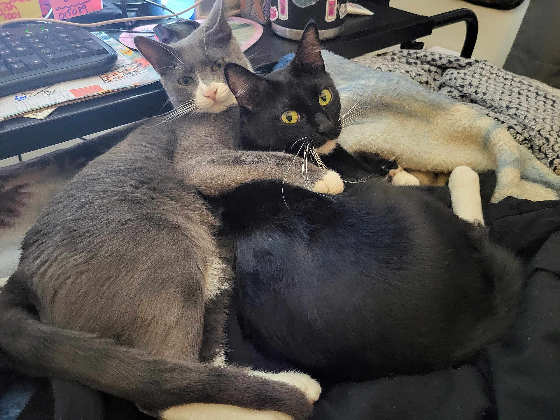 Boots Mittens is registered to the contest to win money with this photo: cat, gray_cat, black_cat, white_paws, cuddle, embrace, pet, animal, fur, whiskers, ears, tail, blanket, cozy, indoor, keyboard, desk, papers, home, comfort