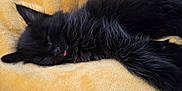 Quinn joined the competition — help win amazing prizes! adorable, animal, black_cat, closeup, cozy, cute, fluffy, fur, indoor, kitten, nap, pet, relaxed, resting, sleeping, soft_texture, tongue_out, whiskers, yellow_blanket, young_cat