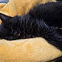 adorable, animal, black_cat, closeup, cozy, cute, fluffy, fur, indoor, kitten, nap, pet, relaxed, resting, sleeping, soft_texture, tongue_out, whiskers, yellow_blanket, young_cat