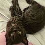 Quinn joined the competition — help win amazing prizes! animal, black_cat, blanket, cozy, curious, cute, domestic_cat, eyes, fabric, feline, fur, indoor, kitten, lying_down, paws, pet, sleepy, upside_down, whiskers, young
