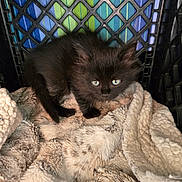 Quinn is registered to the contest to win money with this photo: animal, black_cat, blanket, companion, cozy, crate, curious, cute, domestic, eyes, fur, furry, indoor, kitten, pet, resting, small, soft, texture, young