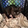 animal, black_cat, blanket, companion, cozy, crate, curious, cute, domestic, eyes, fur, furry, indoor, kitten, pet, resting, small, soft, texture, young