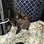 Quinn is registered to the contest to win money with this photo: animal, black_cat, blanket, crate, curious, cute, domestic, feline, fur, indoor, kitten, looking, paw, pet, playing, resting, small, soft_texture, tail, young