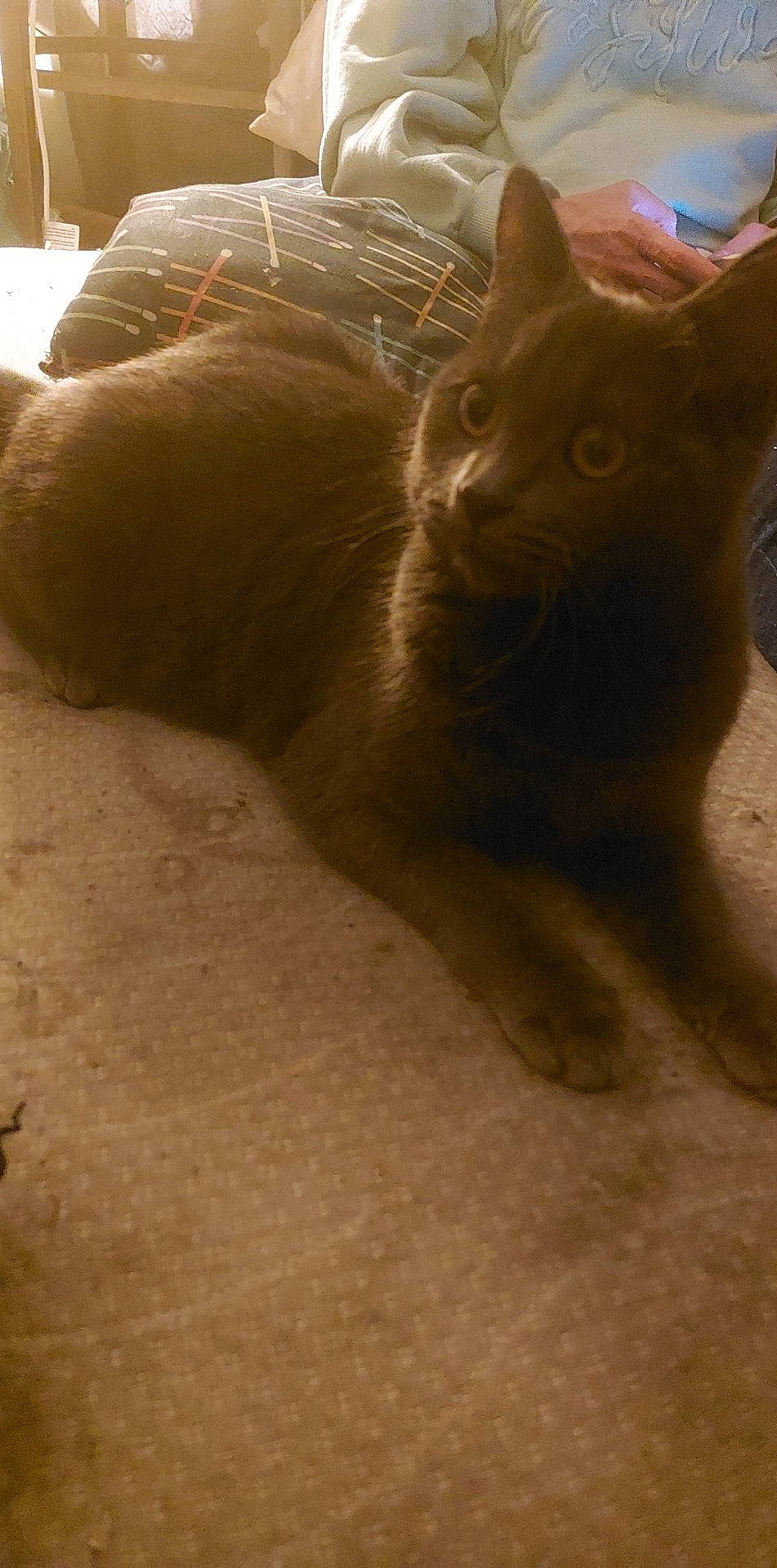 Wendy a rejoint le concours — aidez-le/la à gagner de superbes lots ! black_cat, carnivore, cat, claw, domestic_short_haired_cat, fawn, felidae, flooring, fur, hardwood, liver, paw, small_to_medium_sized_cats, tail, terrestrial_animal, whiskers, wildlife, wood