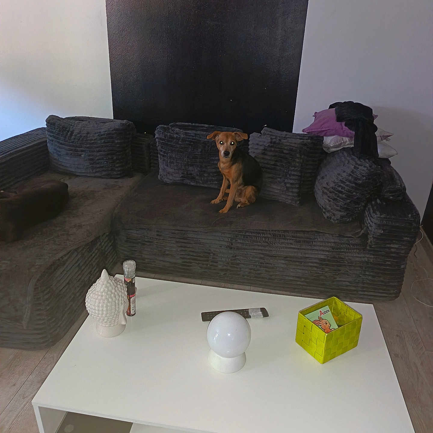 Filou a rejoint le concours — aidez-le/la à gagner de superbes lots ! dog, couch, living_room, coffee_table, decor, ceramic, lamp, basket, cards, wooden_floor, pillows, modern, minimalist, pet, indoor, furniture, seated, curious, black_and_white_wall, small_dog