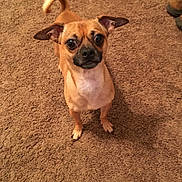 Oppie is registered to the contest to win money with this photo: dog, small_dog, tan_dog, carpet, indoor, pet, animal, canine, ears, tail, standing, looking_up, curious, brown_carpet, fur, cute, domestic_animal, companion, alert, four_legs