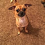 dog, small_dog, tan_dog, carpet, indoor, pet, animal, canine, ears, tail, standing, looking_up, curious, brown_carpet, fur, cute, domestic_animal, companion, alert, four_legs