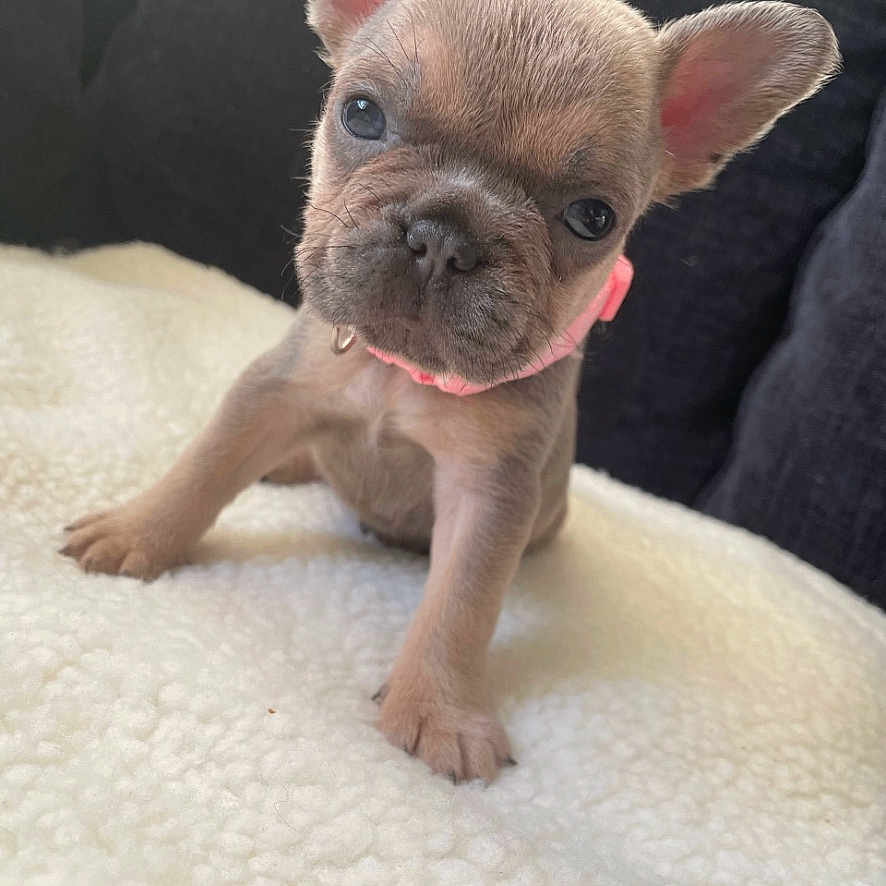 Nova joined the competition — help win amazing prizes! animal, bulldog, canine, dog, frenchbulldog, pet, pitbull, puppy, whitedog