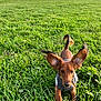 Umi a rejoint le concours — aidez-le/la à gagner de superbes lots ! dog, small_dog, grass, greenery, outdoor, field, ears, brown_dog, puppy, playful, sweater, pet, nature, town, buildings, sky, daylight, running, animal, cute