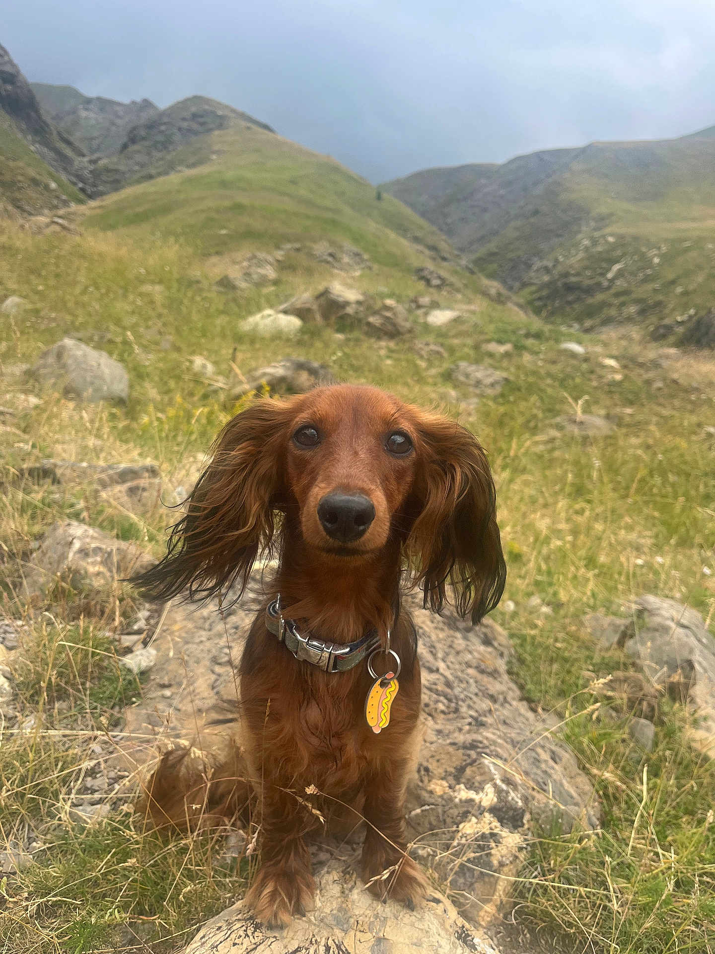 Umi participe au concours pour gagner de l'argent avec cette photo : dog, dachshund, long_hair, collar, tag, rock, grass, mountain, outdoor, nature, pet, animal, ears, snout, brown, fur, cloudy_sky, landscape, sitting, cute