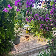 Umi a rejoint le concours — aidez-le/la à gagner de superbes lots ! dog, garden, flowers, purple_flowers, greenery, plants, sunlight, gravel_path, small_dog, outdoor, nature, potted_plants, shrub, bush, tree, yard, pet, daylight, walking, leaves