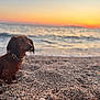 Umi participe au concours pour gagner de l'argent avec cette photo : dog, dachshund, beach, sunset, sea, water, sand, pebbles, animal, pet, outdoor, nature, collar, canine, sunlight, sky, landscape, portrait, cute, sitting
