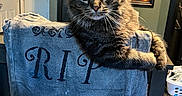 Oliver is registered to the contest to win money with this photo: cat, tabby_cat, chair, indoor, furniture, rippled_fabric, halloween_decor, painting, wall_art, door, flooring, curious, pet, animal, fur, whiskers, ears, eyes, resting, cozy