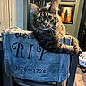 cat, tabby_cat, chair, indoor, furniture, rippled_fabric, halloween_decor, painting, wall_art, door, flooring, curious, pet, animal, fur, whiskers, ears, eyes, resting, cozy