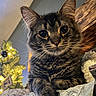 Oliver is registered to the contest to win money with this photo: cat, tabby, feline, indoor, christmas_tree, holiday, decorations, lights, cozy, fur, whiskers, closeup, curious, relaxed, paper, wood, home, pet, portrait, animal