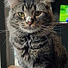Oliver joined the competition — help win amazing prizes! cat, tabby, whiskers, fur, indoor, window, table, money, dollar_bills, placemat, domestic_cat, pet, animal, feline, face, nose, curious, sitting, household, domestic