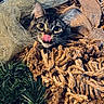 cat, tabby, face, licking, nose, burlap, rope, texture, greenery, grass, curious, cozy, animal, pet, whiskers, closeup, outdoor, nature, playful, eyes