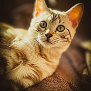 Vénus joined the competition — help win amazing prizes! animal, blanket, brown, cat, close_up, cute, domestic_cat, ears, feline, fur, green_eyes, indoor, mammal, pet, portrait, relaxed, sleepy, soft_texture, whiskers
