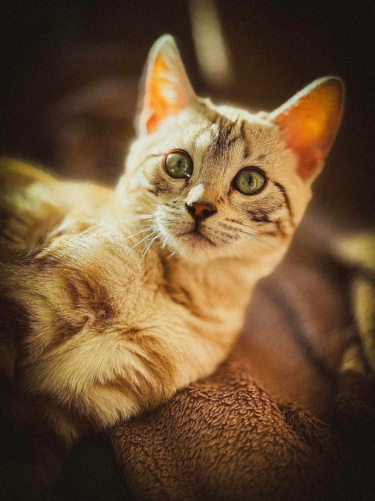 Vénus
