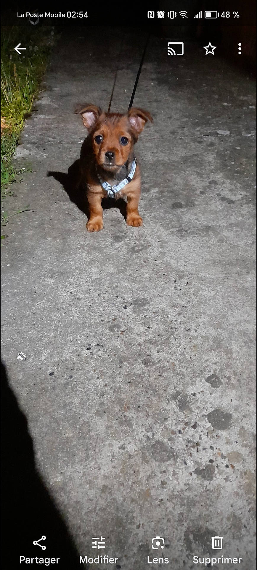 Lady a rejoint le concours — aidez-le/la à gagner de superbes lots ! accessories, animal, beagle, canine, chihuahua, collar, dog, flagstone, hound, leash, path, pet, puppy, road, sidewalk, slate, snout, strap, terrier, walkway