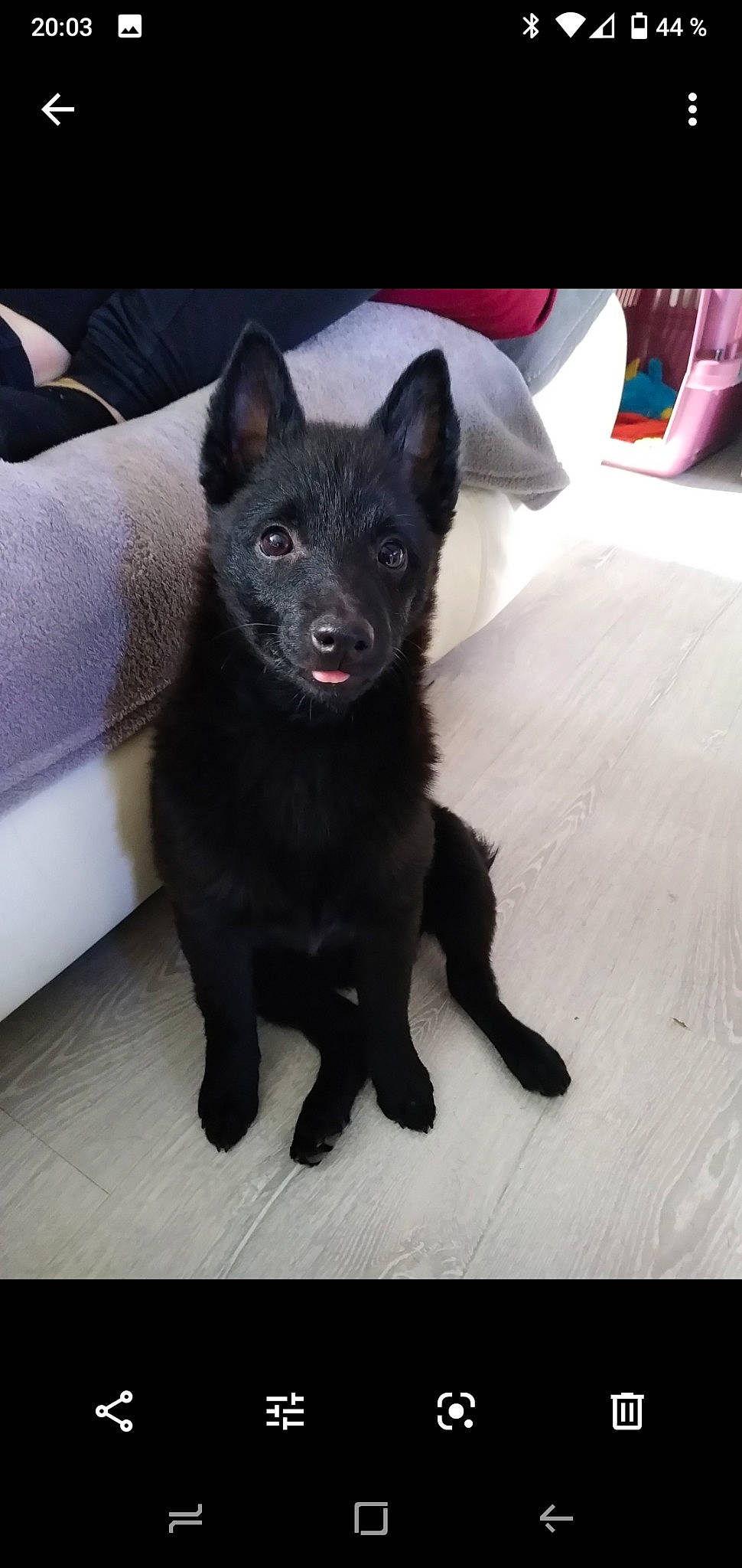 Pakito participe au concours pour gagner de l'argent avec cette photo : black_cat, bombay, canidae, carnivore, cat, claw, companion_dog, dog_breed, domestic_short_haired_cat, felidae, flooring, fur, non_sporting_group, small_to_medium_sized_cats, snout, sporting_group, tail, terrestrial_animal, whiskers, working_animal