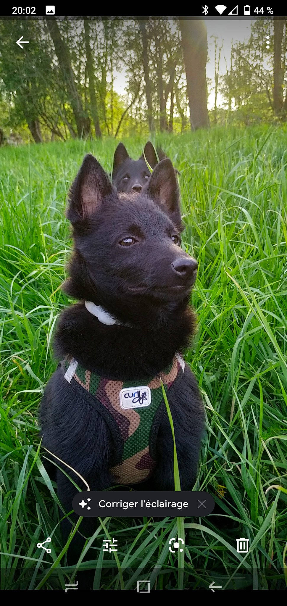 Pakito a rejoint le concours — aidez-le/la à gagner de superbes lots ! canidae, carnivore, collar, companion_dog, dog, dog_breed, dog_collar, fawn, fur, grass, grassland, plant, snout, sporting_group, tail, terrestrial_animal, tree, whiskers, working_animal, working_dog
