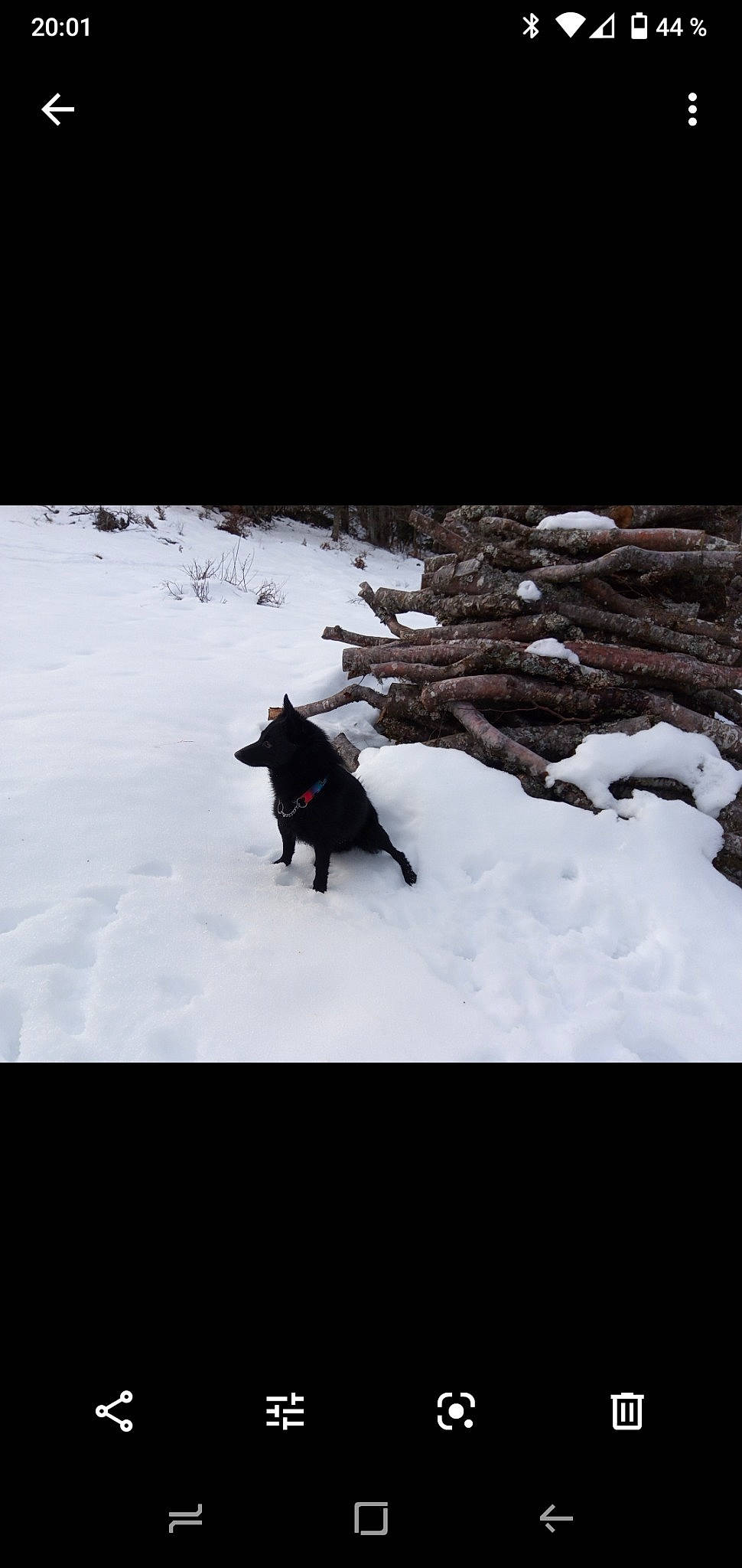 Pakito a rejoint le concours — aidez-le/la à gagner de superbes lots ! canidae, carnivore, darkness, dog, dog_breed, freezing, guard_dog, landscape, monochrome_photography, recreation, rock, slope, snow, sporting_group, tail, terrestrial_animal, tints_and_shades, tree, wildlife, winter
