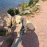 Baloo a rejoint le concours — aidez-le/la à gagner de superbes lots ! dog, fluffy, golden_retriever, grass, gravel_path, homes, lake, lakeside, landscape, leash, nature, outdoors, puppy, rocks, shoreline, sitting, sunlight, trees, water, waterfront